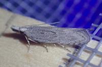 Anarsia spartiella