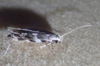 Parachronistis albiceps
