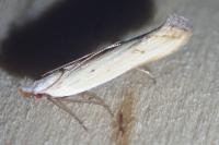 Mesophleps silacella