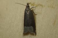 Ancylis tineana