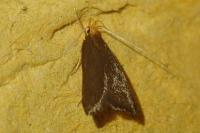 Eurodachtha pallicornella