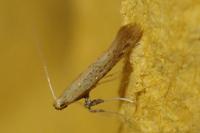Aspilapteryx limosella