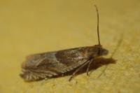 Ancylis comptana