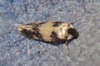 Etainia decentella