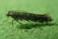 Parectopa ononidis