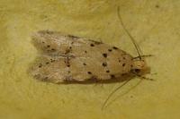 Pseudotelphusa occidentella