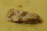 Phalonidia contractana