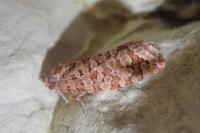 Lozotaeniodes formosana