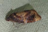 Ditula angustiorana
