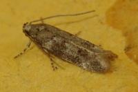 Exoteleia dodecella