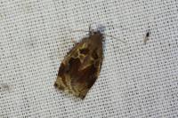 Archips crataegana