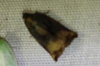 Archips podana