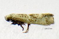 Elachista lugdunensis
