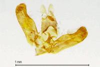 Elachista lugdunensis