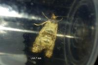 Neocochylis molliculana
