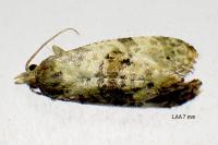 Neocochylis molliculana