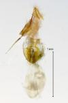 Neocochylis molliculana