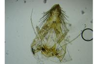 Carpatolechia fugacella