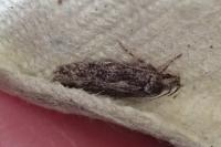 Carpatolechia fugacella