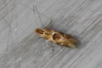 Bucculatrix ulmella