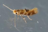 Bucculatrix ulmella