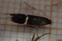 Aproaerema cinctella