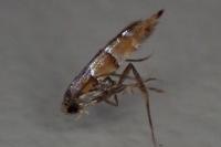 Phyllonorycter klemannella