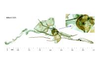 Nemapogon granellus