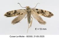 Nemapogon granellus