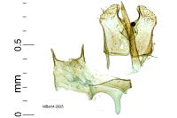 Psychoides verhuella