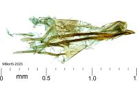 Psychoides verhuella
