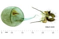 Enarmonia formosana