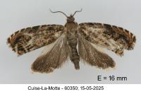 Enarmonia formosana