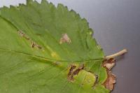 Stigmella viscerella