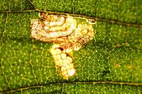 Stigmella viscerella