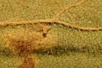 Stigmella viscerella