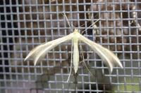 Merrifieldia baliodactyla