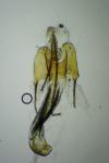 Coleophora artemisicolella