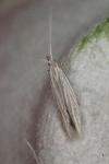 Coleophora artemisicolella