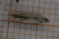 Coleophora artemisicolella