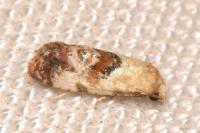 Neocochylis millierana