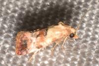 Neocochylis millierana