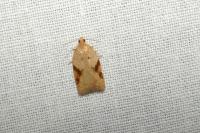 Acleris