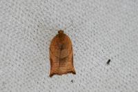 Archips podana