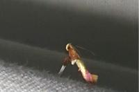 Caloptilia alchimiella/robustella