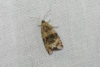 Celypha