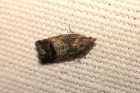 Cydia splendana