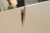 Ypsolopha mucronella