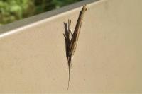 Ypsolopha mucronella