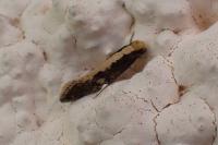 Monopis crocicapitella